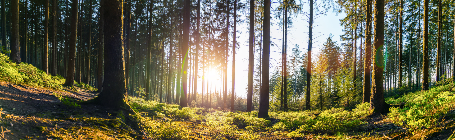 Hoch hinaus: Unser Teamevent im Schwarzwald 
